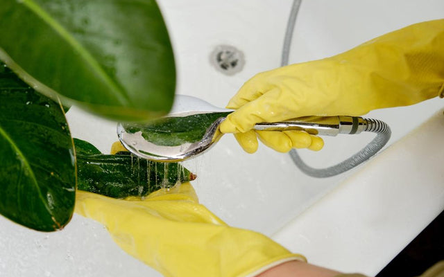 How to Identify and Treat Common Plant Pests and Diseases in Australia