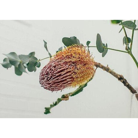 Discover the Benefits of Native Australian Plants