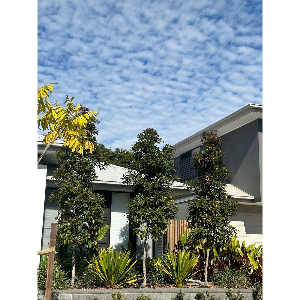 Using Elaeocarpus Eumundi for Tall Screen Trees