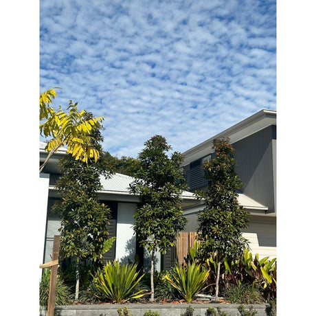 Using Elaeocarpus Eumundi for Tall Screen Trees