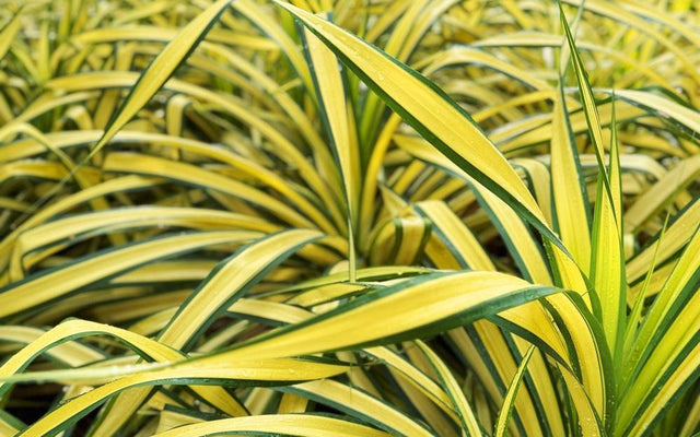Variegated Plants for Australian Gardens