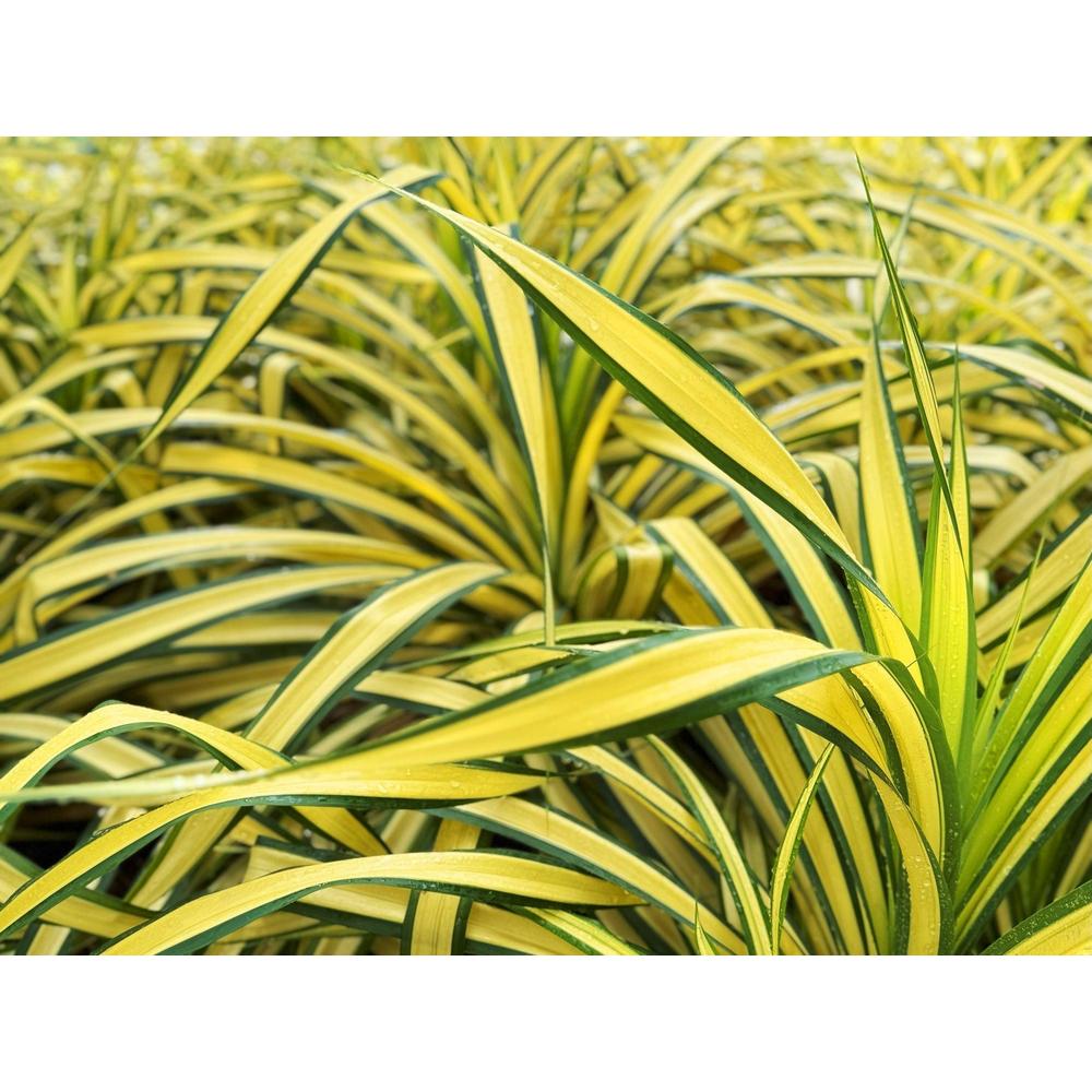 Variegated Plants Explained: What Every Gardener Should Know