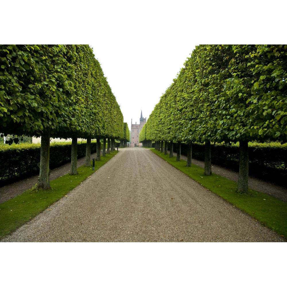 Lilly Pilly: The Perfect Plant for Screening and Privacy