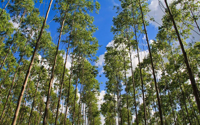 Fast Growing Trees for Australian Gardens