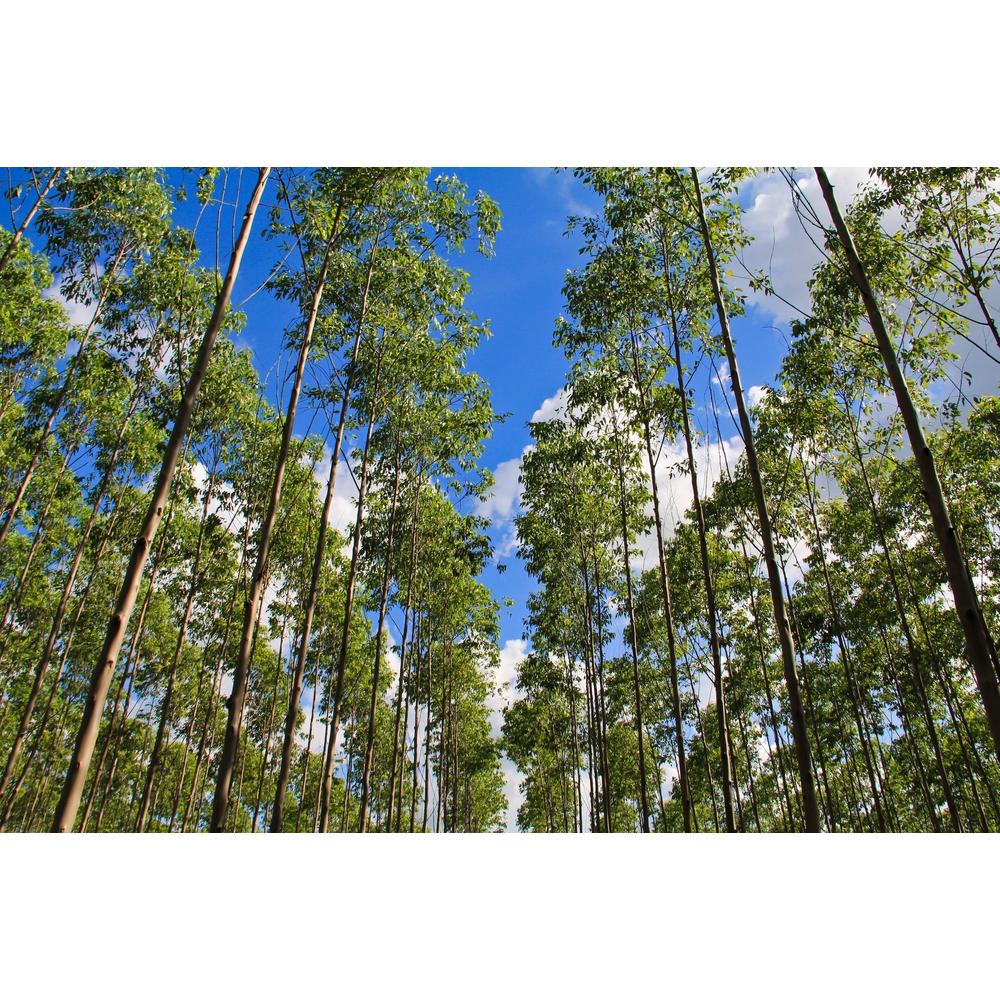 Fast Growing Trees: Boost Your Garden's Appeal Instantly