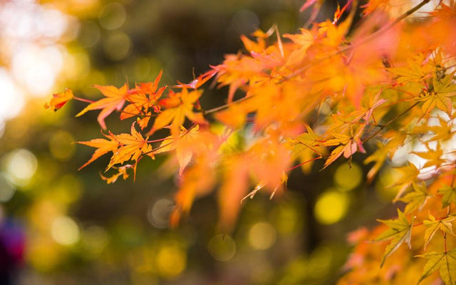 Essential Japanese Maple Care Guide for Australian Gardens