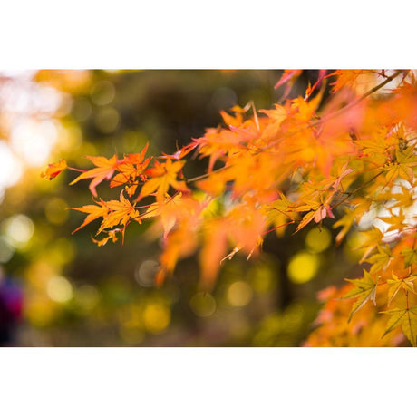 Essential Japanese Maple Care Guide for Australian Gardens
