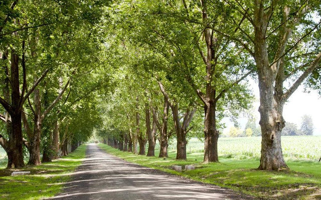 Best Trees for Lining Driveways in Australia