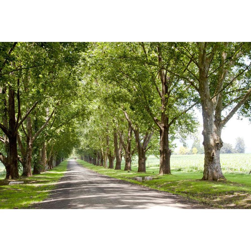 Best Trees for Lining Driveways in Australia: Top Choices