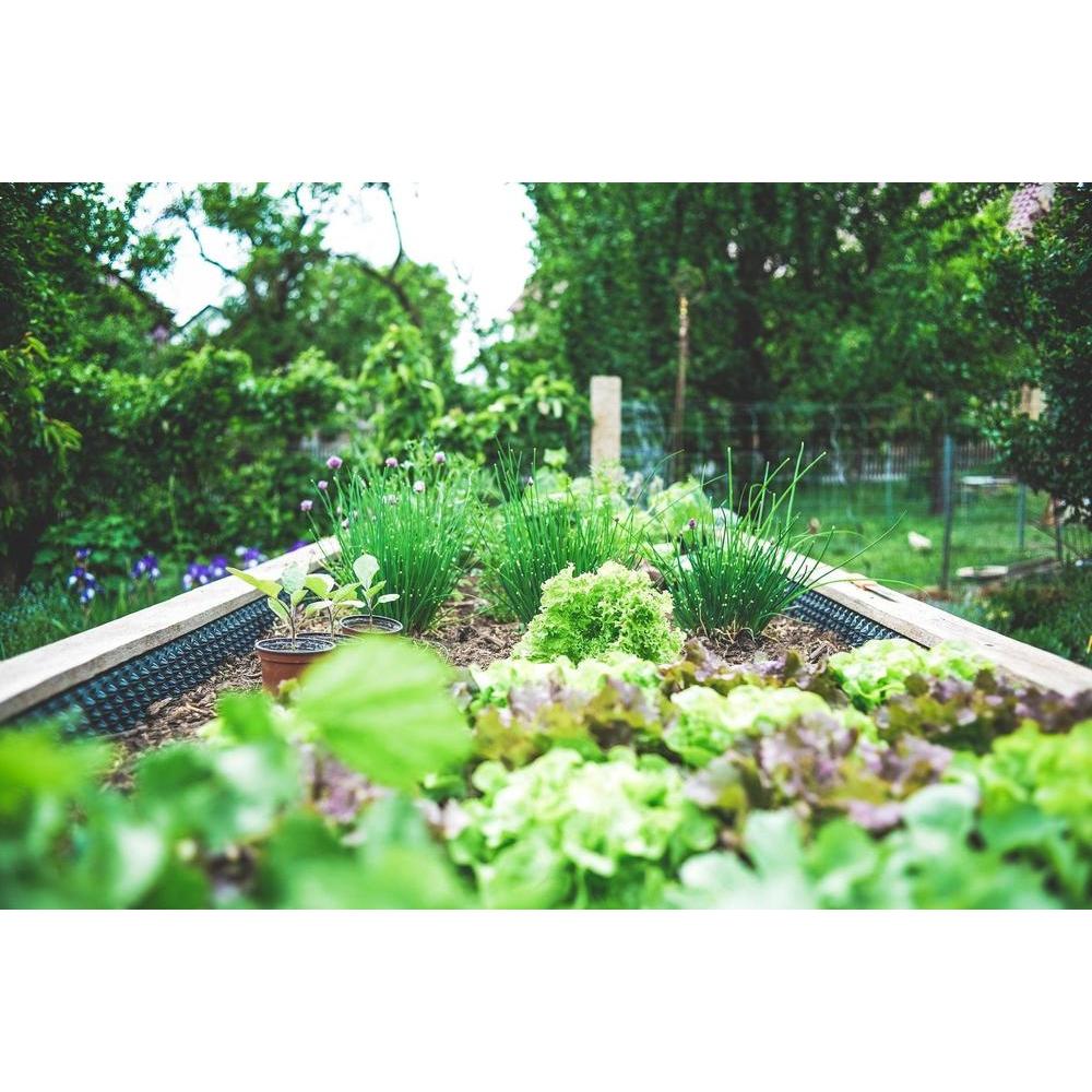 Cultivate a Sustainable Garden: Environmentally Friendly Practices for Your Brisbane Backyard