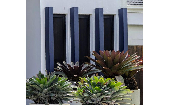 Bromeliad Varieties: A Guide to the Main Types