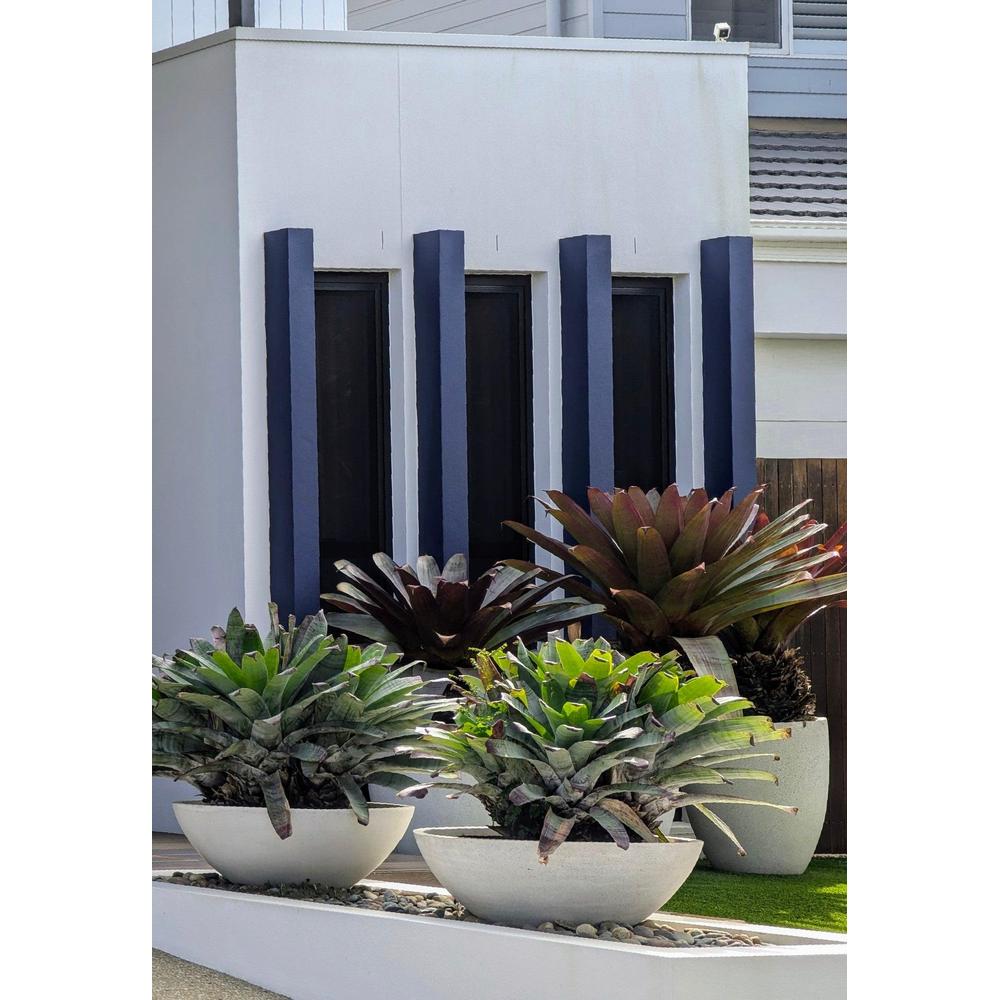 Diverse Bromeliad Varieties: Discover Them All!