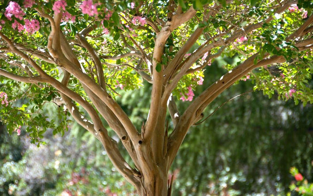 Diamonds in the Dark Crepe Myrtle: Growing and Care