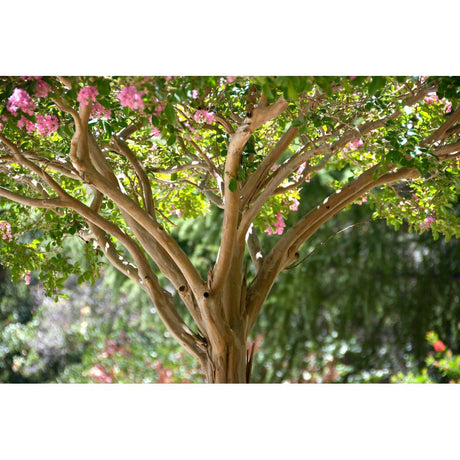 Growing 'Diamonds in the Dark' Plants: Tips and Tricks