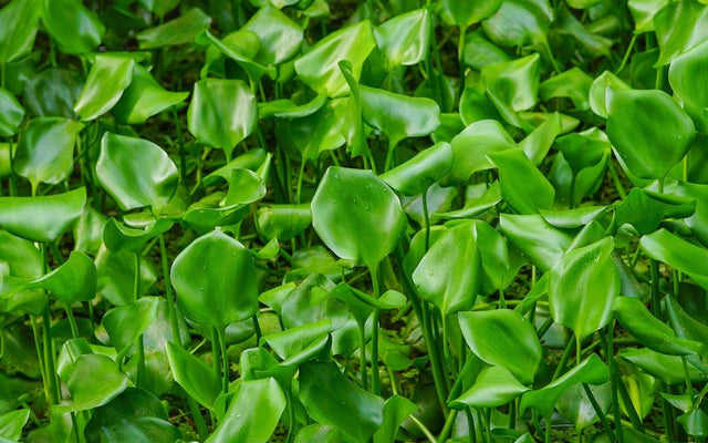 How Invasive Plant Species Affect Ecosystems