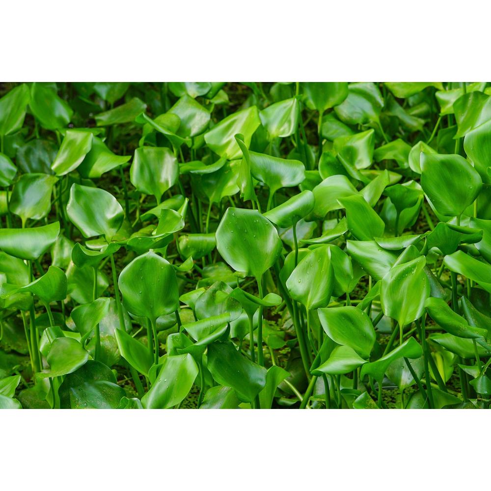 How Invasive Plant Species Affect Ecosystems