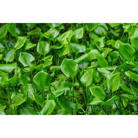 How Invasive Plant Species Affect Ecosystems