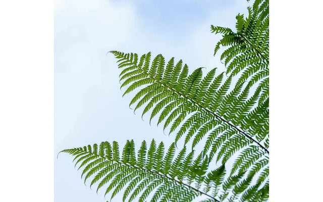 Growing Ferns in Australia: Light, Humidity and Placement