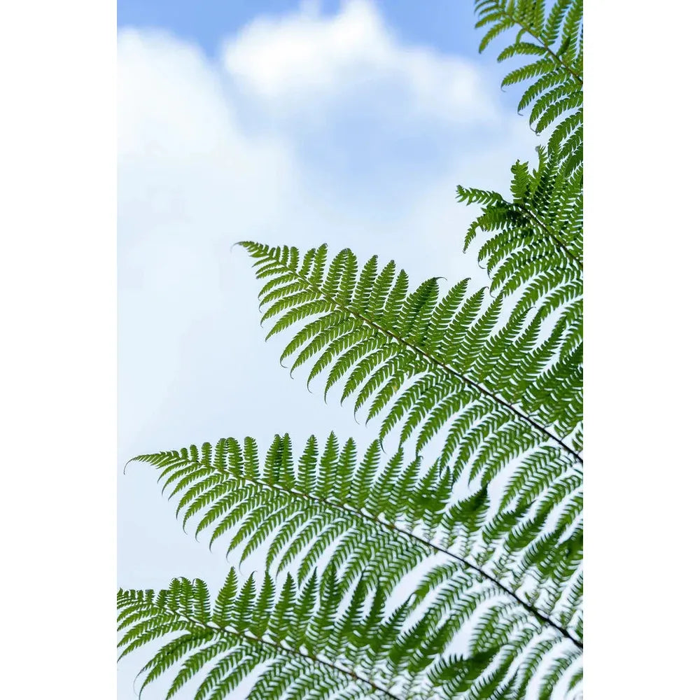 Ideal Fern Environments in Your Garden