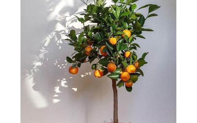 Growing Citrus Trees in Your Aussie Backyard
