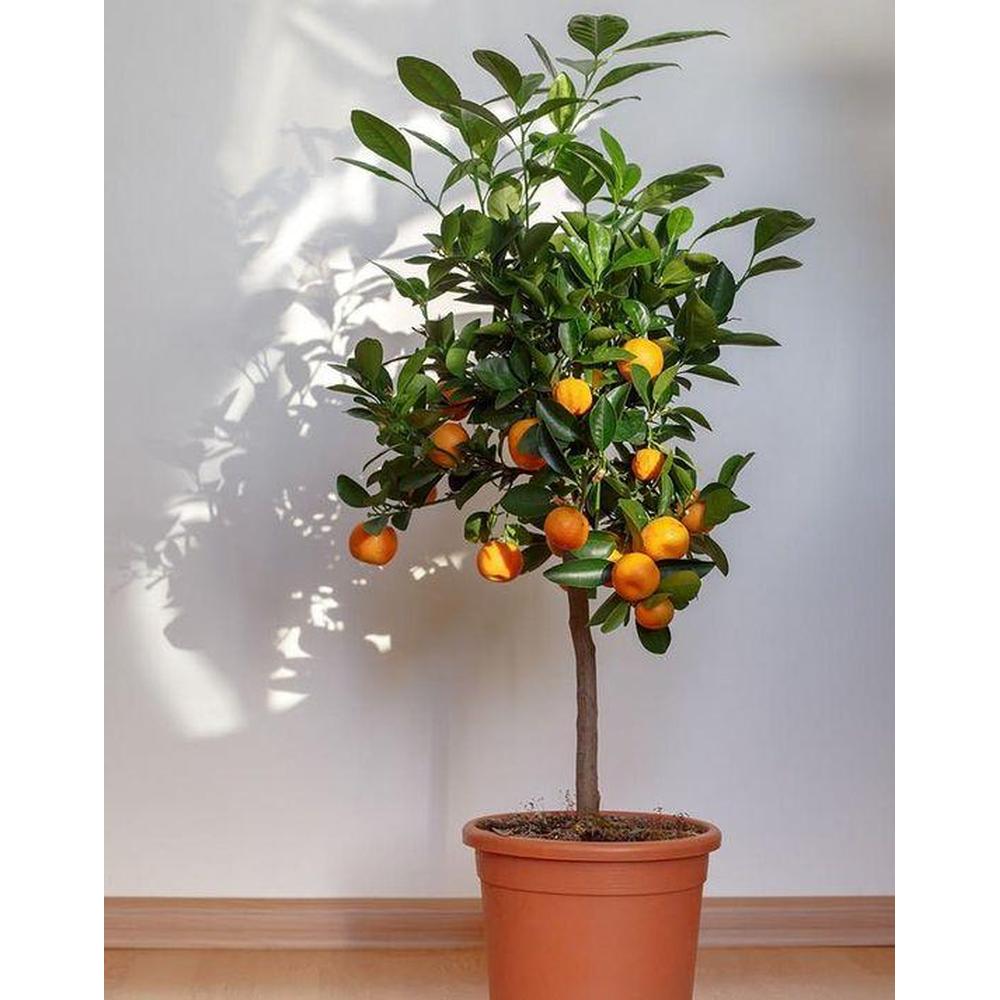 Growing Citrus Trees in Your Aussie Backyard