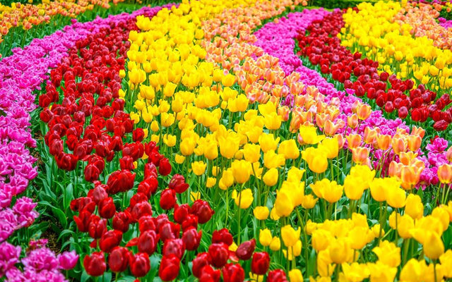 Psychology of Colourful Plants: Exploring the Benefits