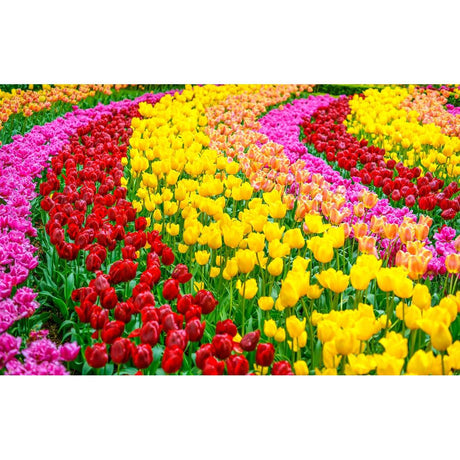 Psychology of Colourful Plants: Exploring the Benefits
