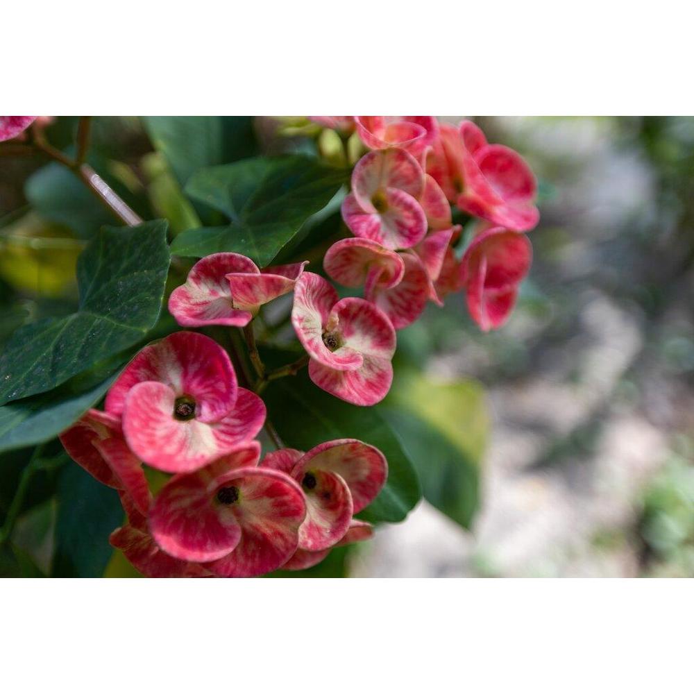 Top 10 Drought-Tolerant Plants for Your Brisbane Garden