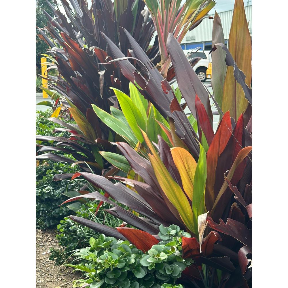 Maximizing Your Garden with Cordylines: Tips for a Lush Landscape