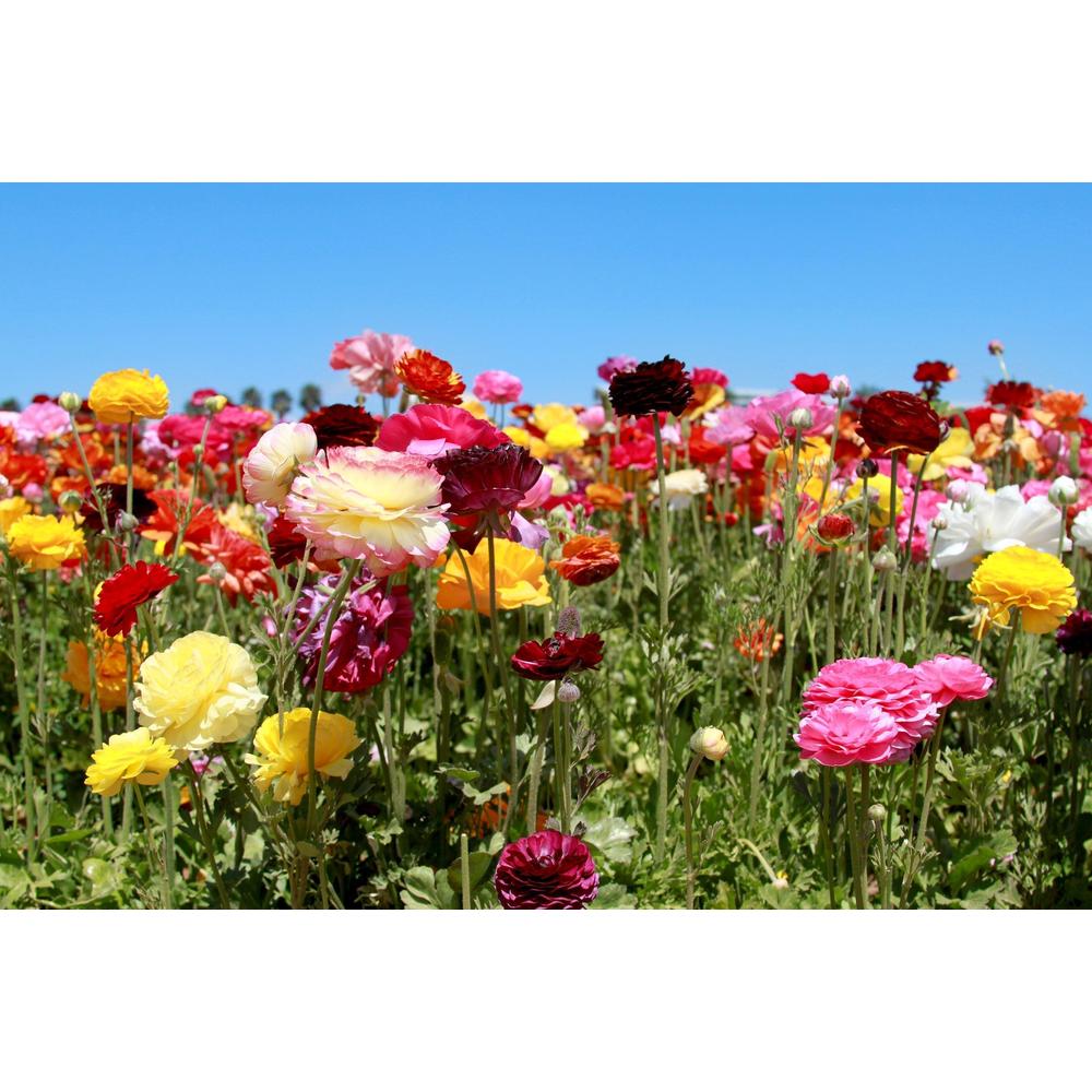 Why Your Plant Isn't Blooming: Troubleshoot and Revive