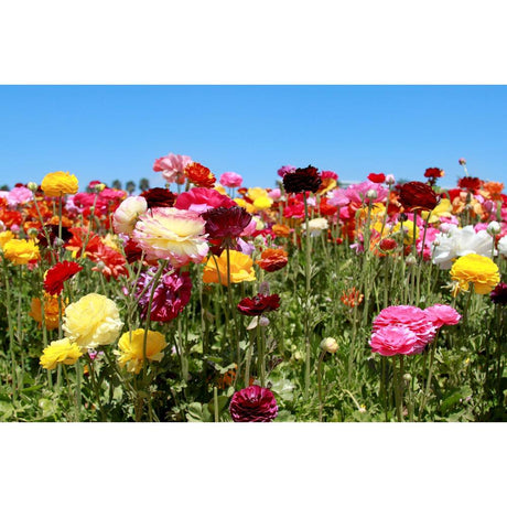 Why Your Plant Isn't Blooming: Troubleshoot and Revive
