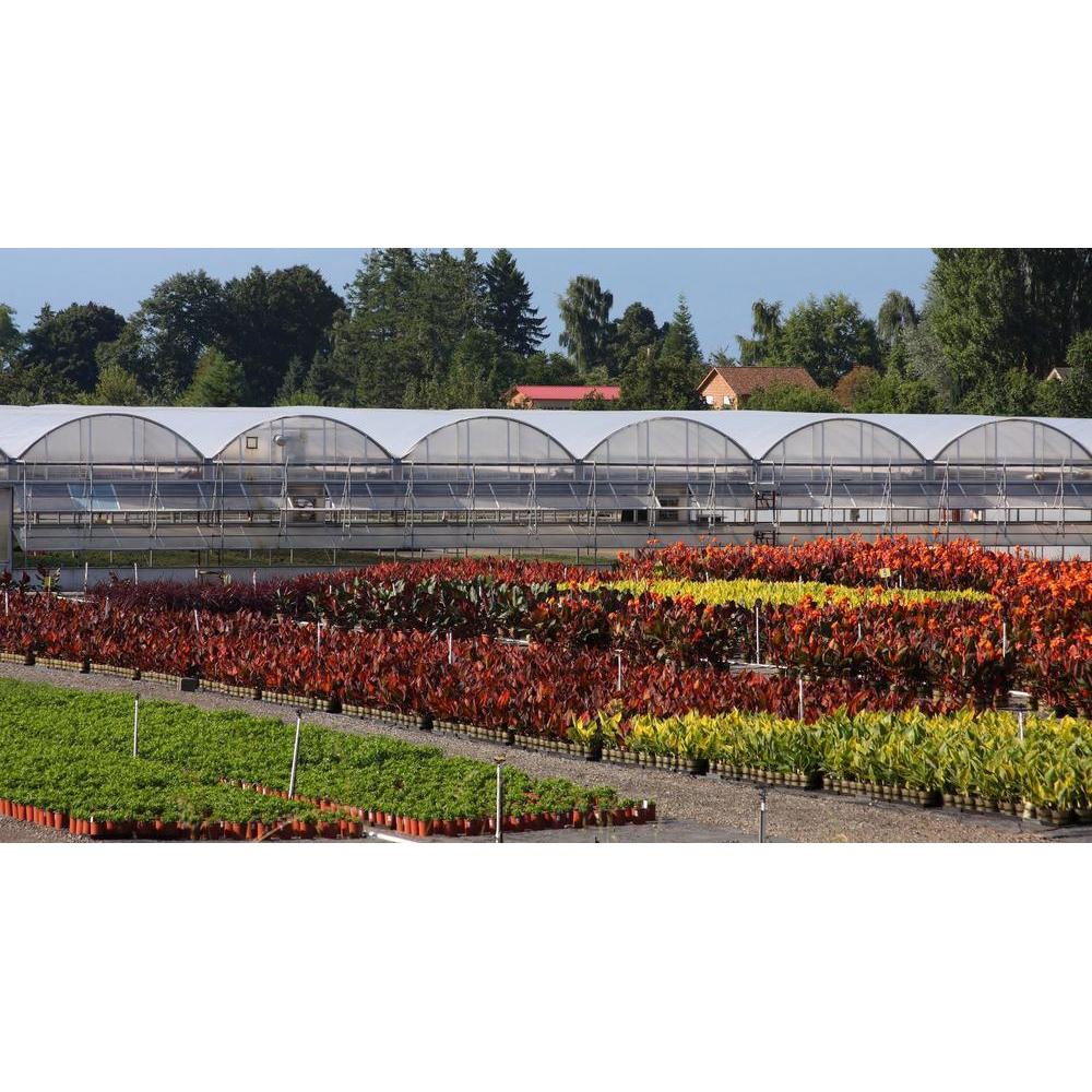 Buy Plants Online Brisbane: The Best Way to Shop for Plants