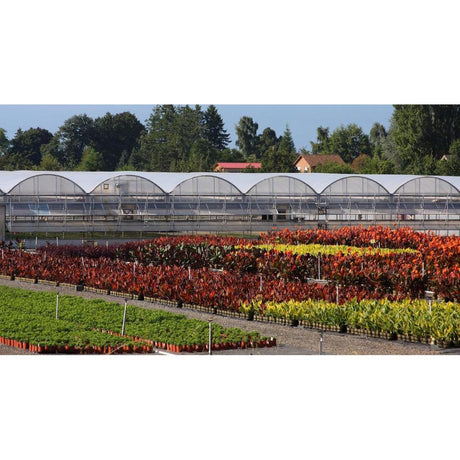 Buy Plants Online Brisbane: The Best Way to Shop for Plants