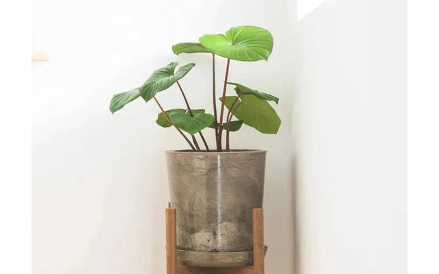 How to Repot Your Plants Like a Pro