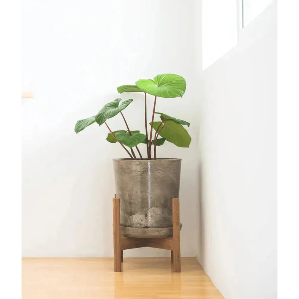 How to Repot Your Plants Like a Pro