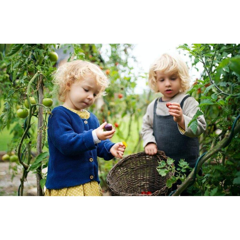 Enchanting Edibles: Growing a Successful Fruit and Vegetable Garden with Brisbane Plant Nursery