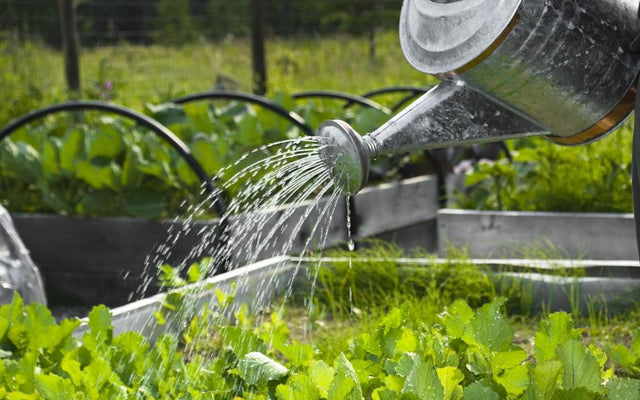 Watering 101: A Guide to Maintaining Thriving Gardens
