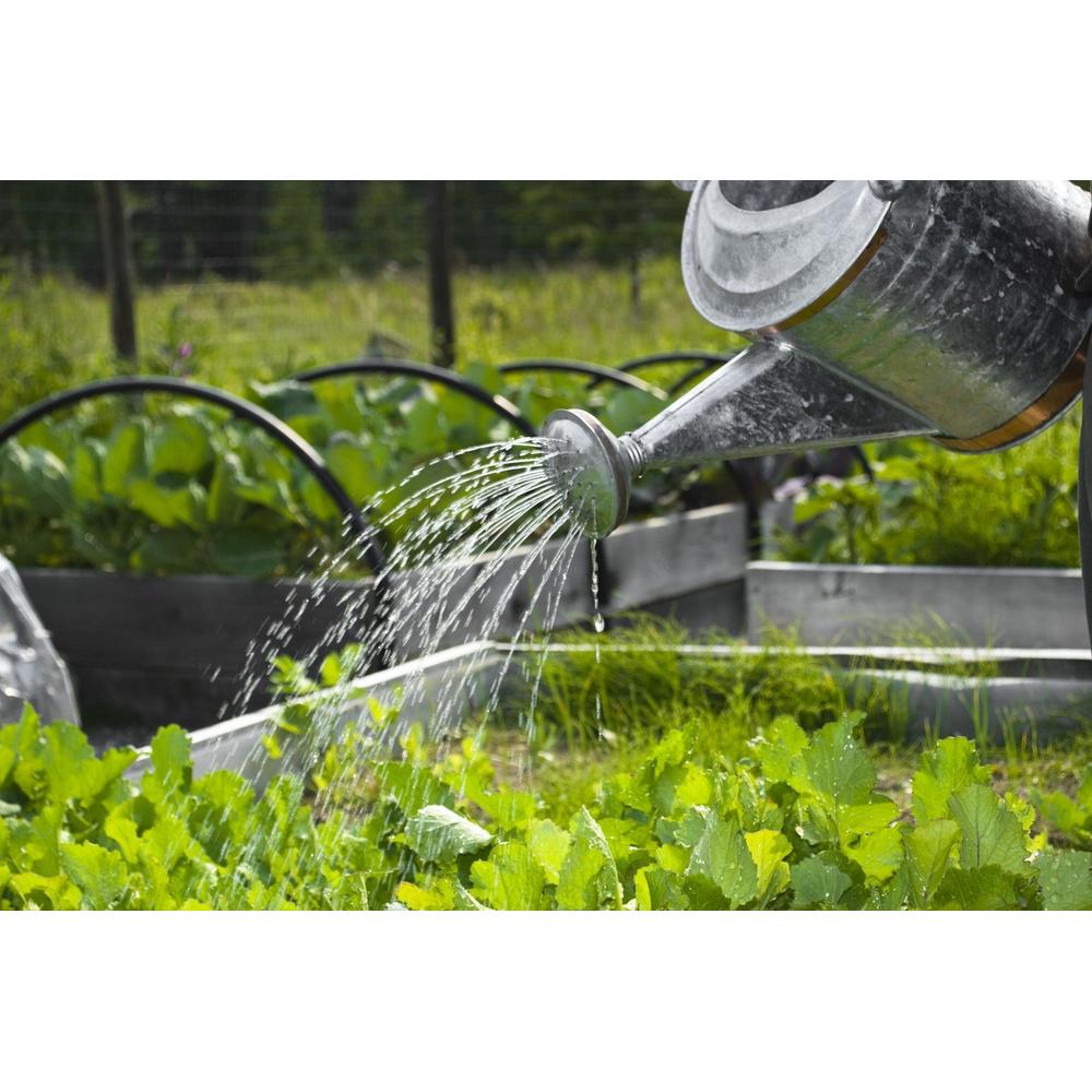 Watering 101: A Guide to Maintaining Thriving Gardens