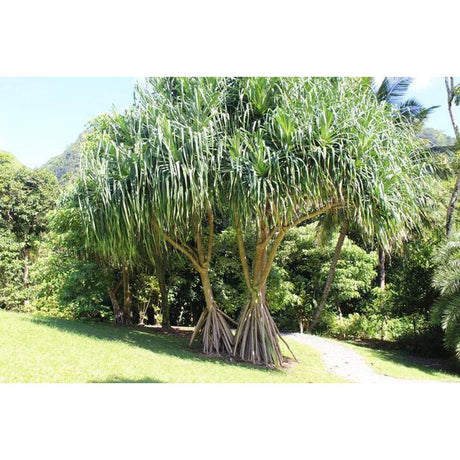 Planting in Your Landscape Has Many Advantages