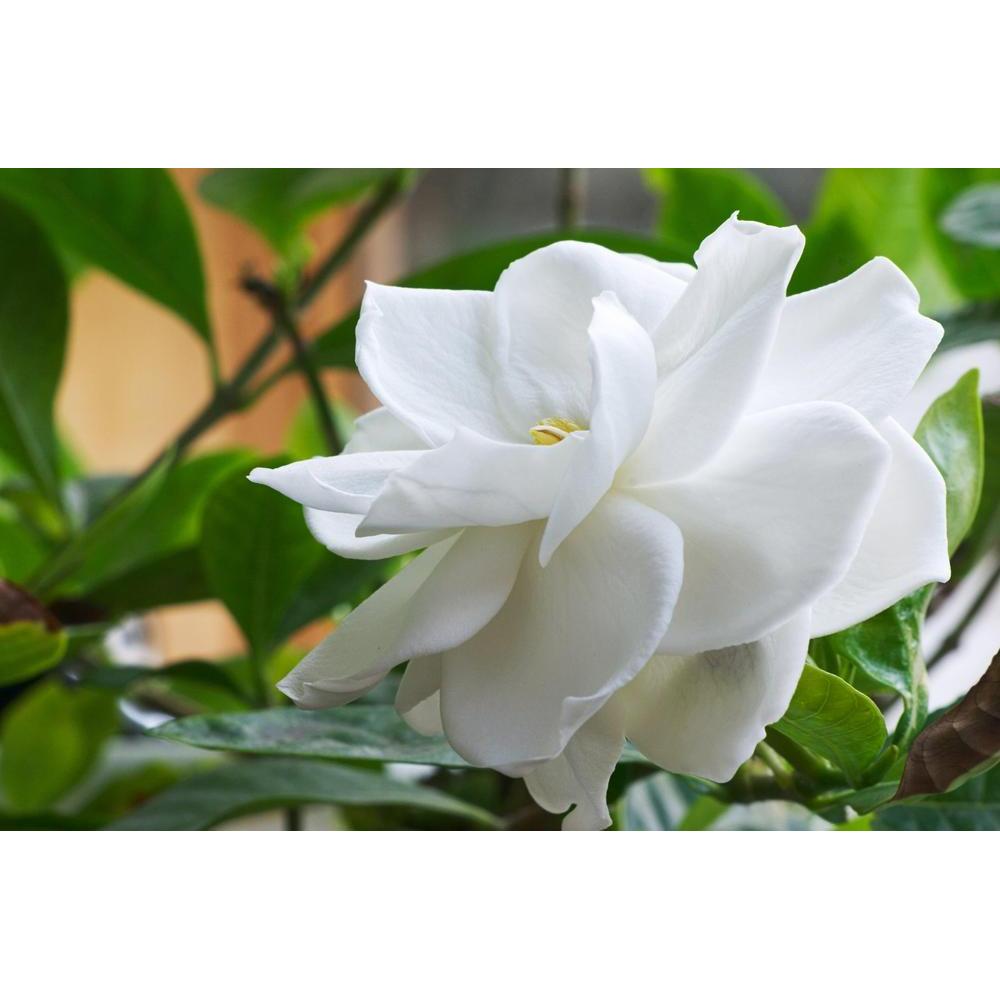 Gardenia: A Fragrant and Elegant Addition to Your Garden