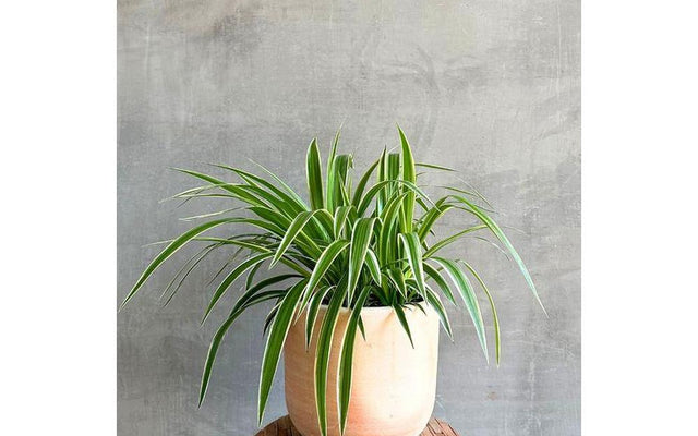 Spider Plant: Easy Houseplant Tips