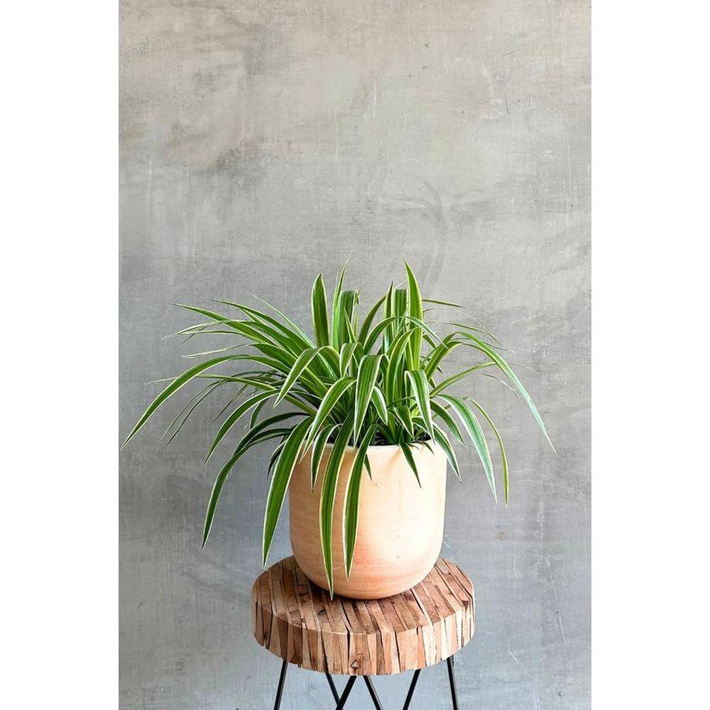 Spider Plant: Easy Houseplant Tips