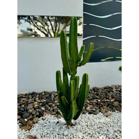 Why Cacti Make Perfect Indoor Plants  Nursery Near Me