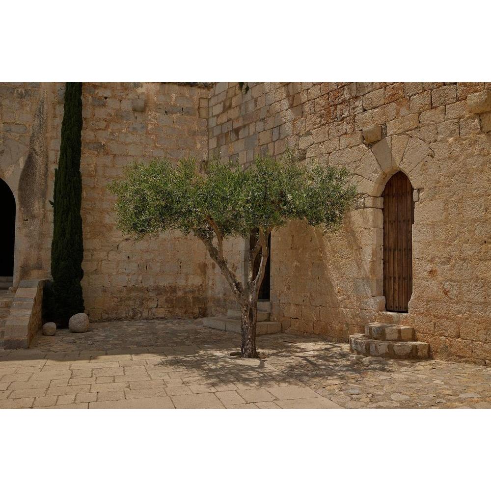 Olive Trees 101: The Ultimate Comprehensive Guide