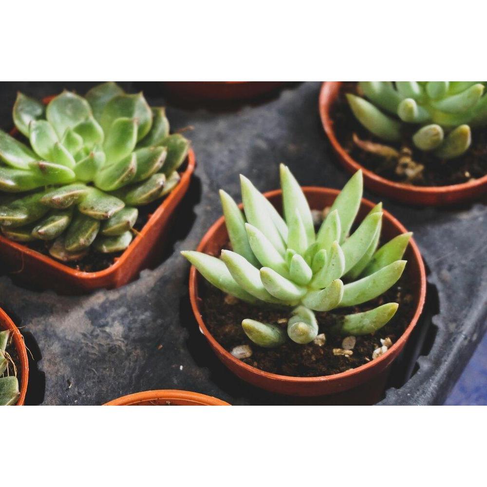 Top 10 Drought-Tolerant Plants for Your Brisbane Garden