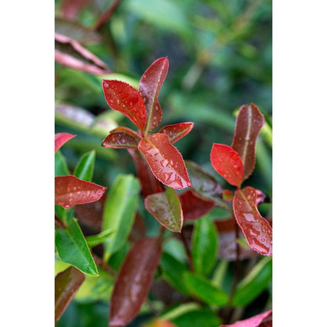 Avoid Overwatering Your Plants: Tips