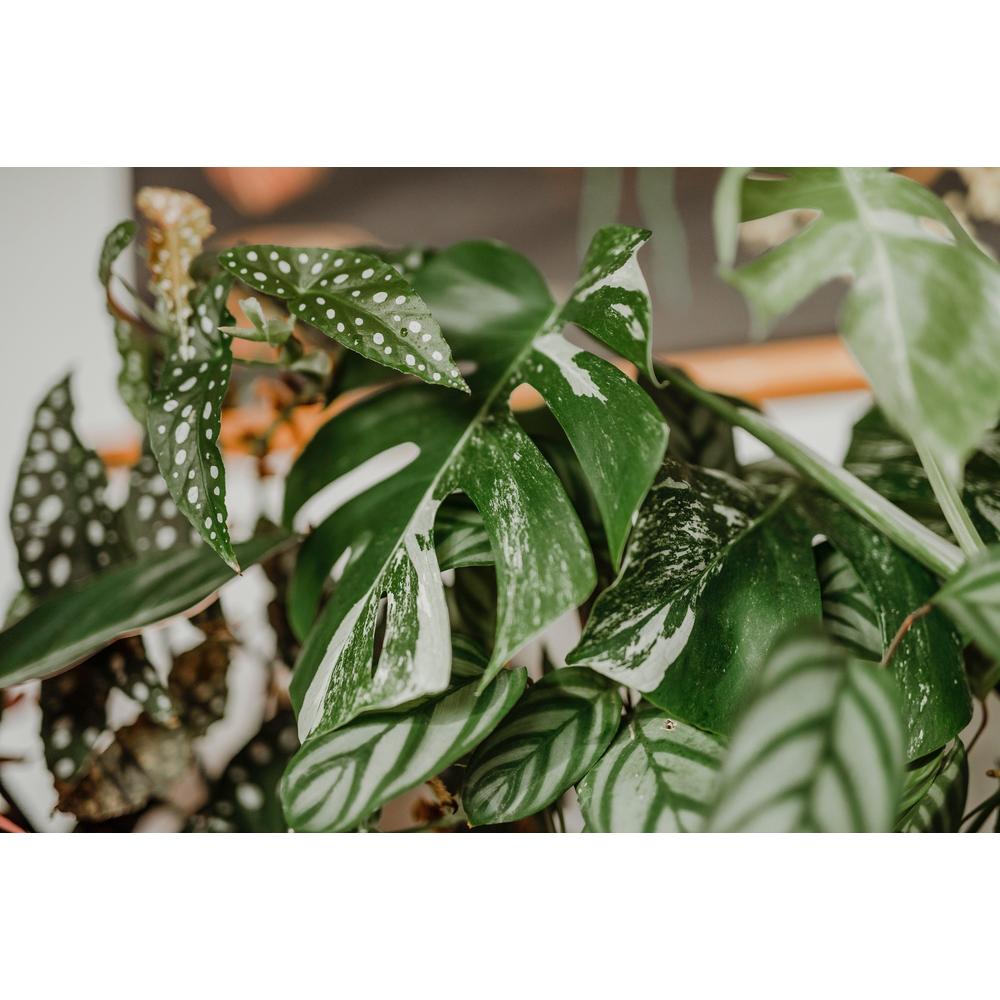 Transform Your Space with Unusual and Striking Flora