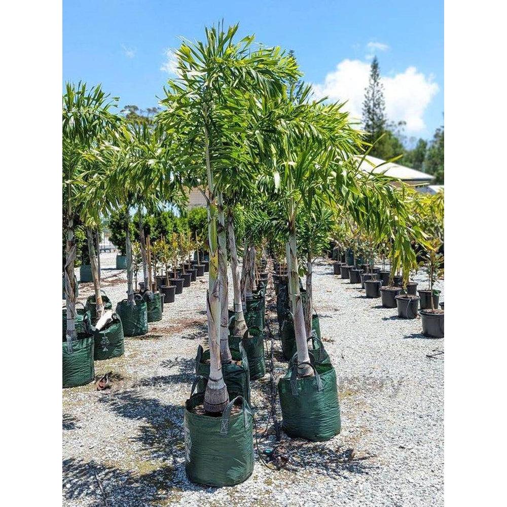 Foxtail Palms: A Comprehensive Guide to this Stunning Plant