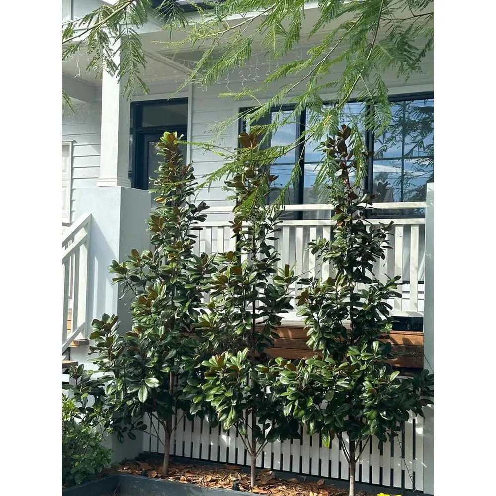 Teddy Bear Magnolia: Transform Your Garden Today