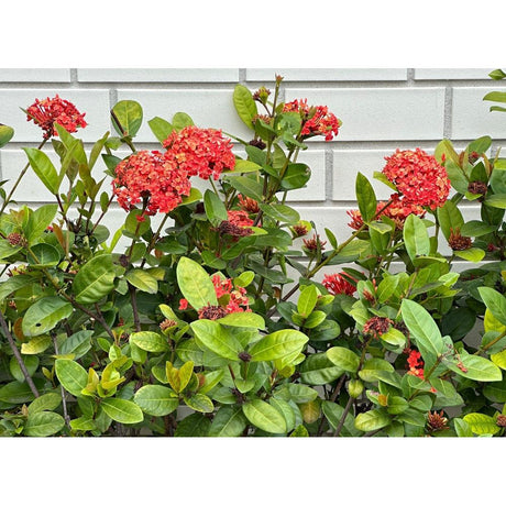 Growing Ixora: Tips for Gardeners